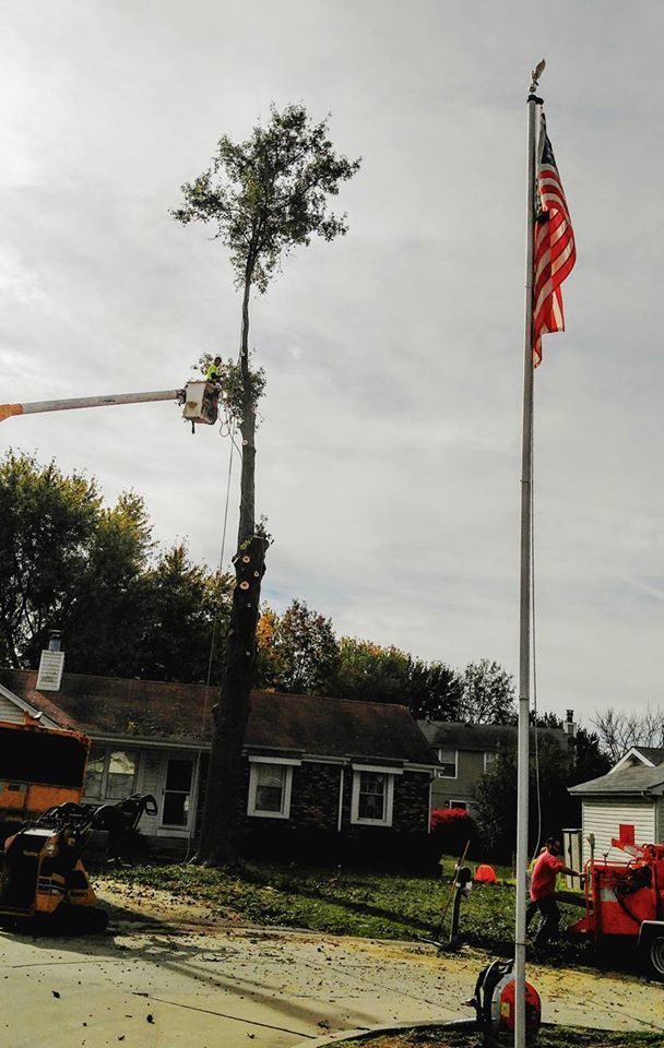 Worker trimming a tall tree beside a house, with a crane and American flag on a suburban street