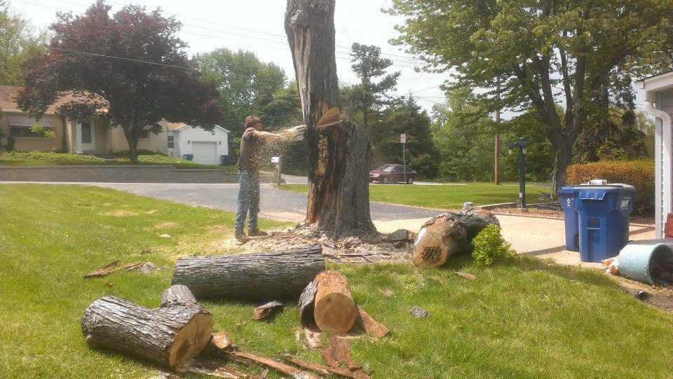 Tree cutting site with a worker beside a fallen trunk and logs on a suburban lawn