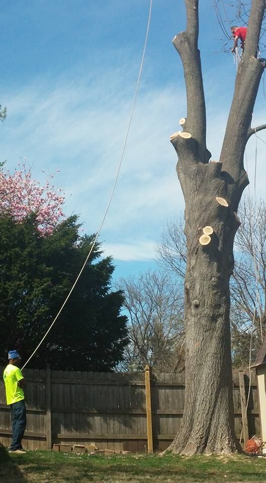 Worker trimming a large tree with a rope in a backyard, wearing a high-visibility jacket