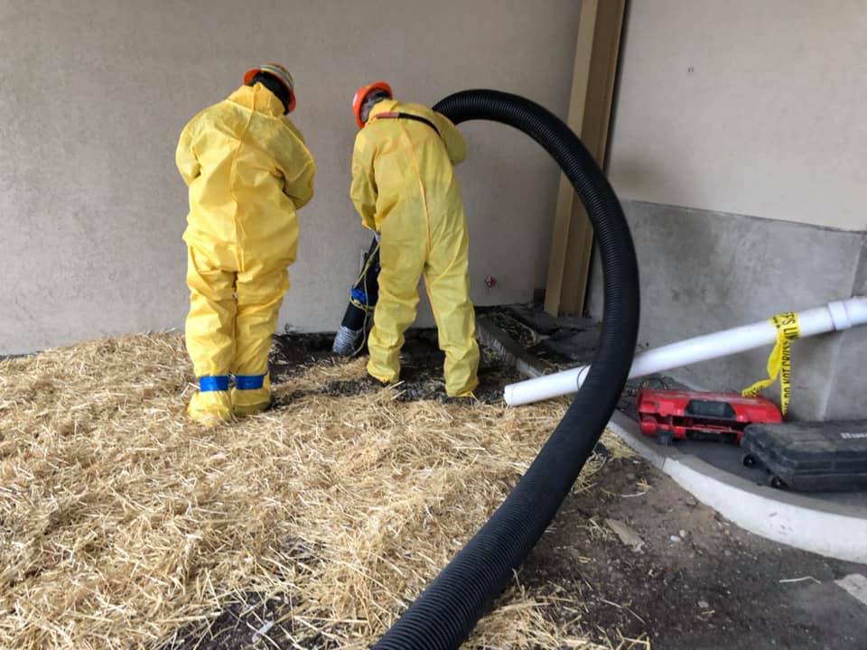 asbestos abatement