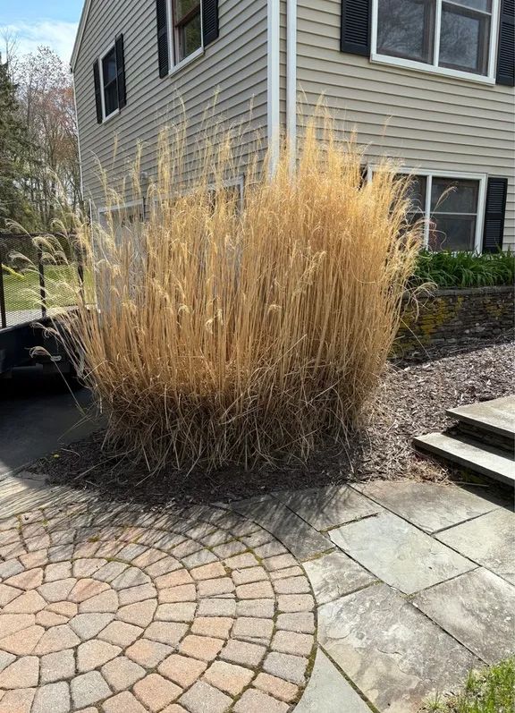 Dried ornamental grass in front of a light beige house with brick steps and stone patio.