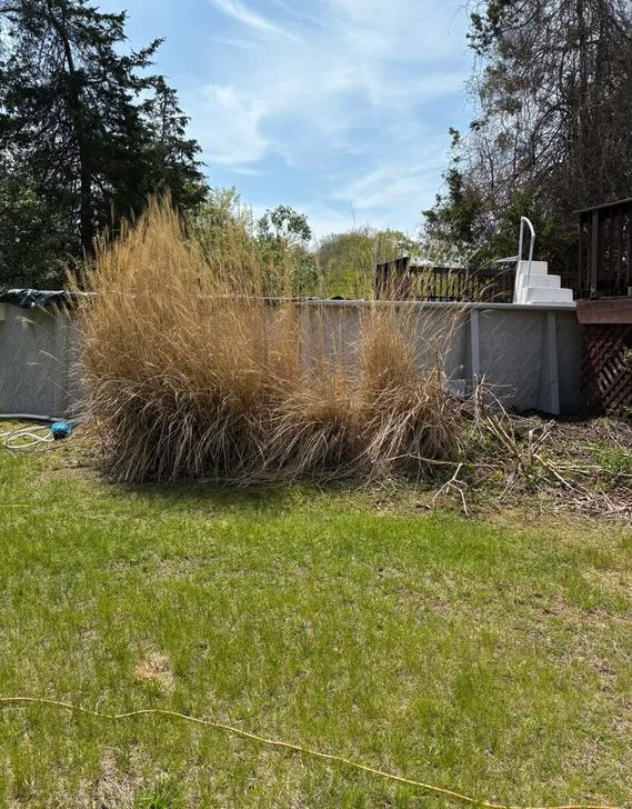 Dried ornamental grass in a yard next to an above-ground pool under a blue sky.