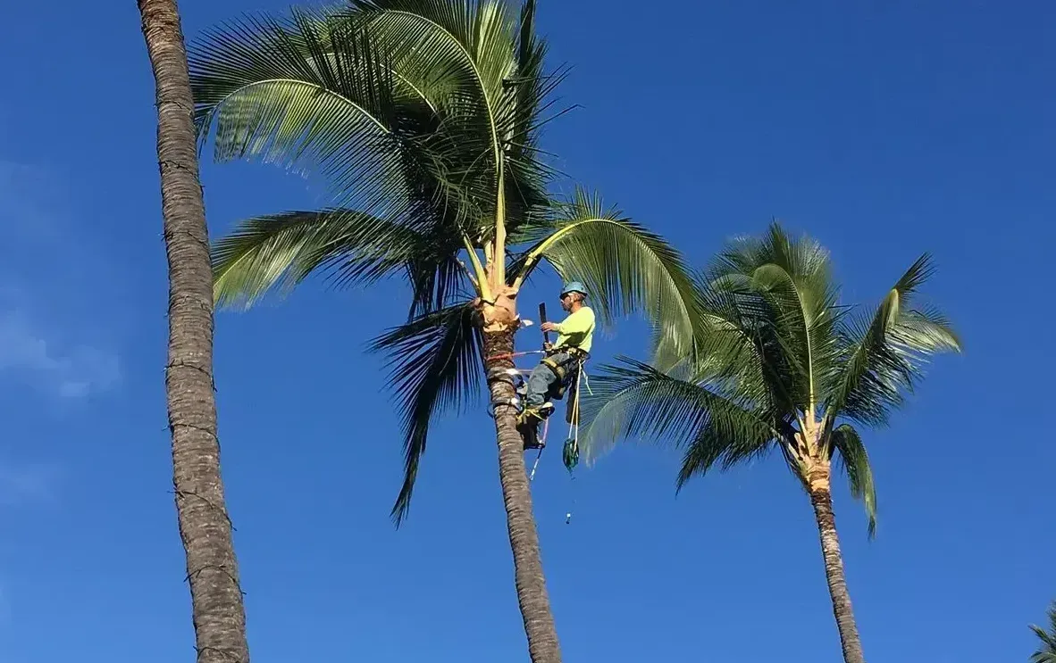 A man is climbing a palm tree on a sunny day.