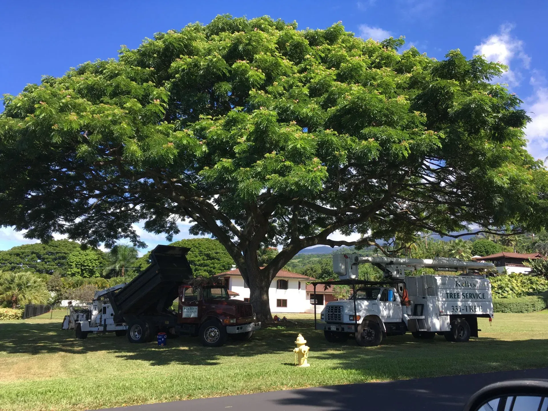 A dump truck is parked under a large tree