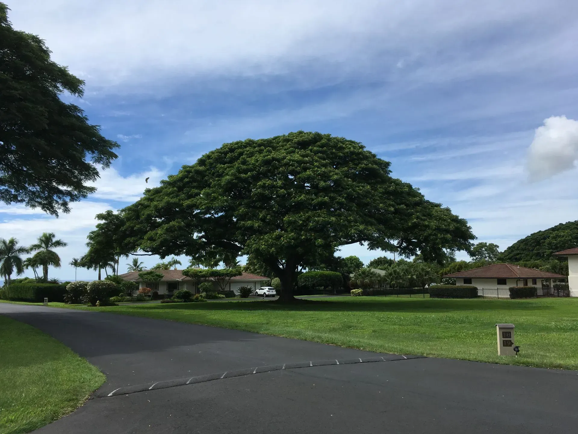A large tree in the middle of a residential area
