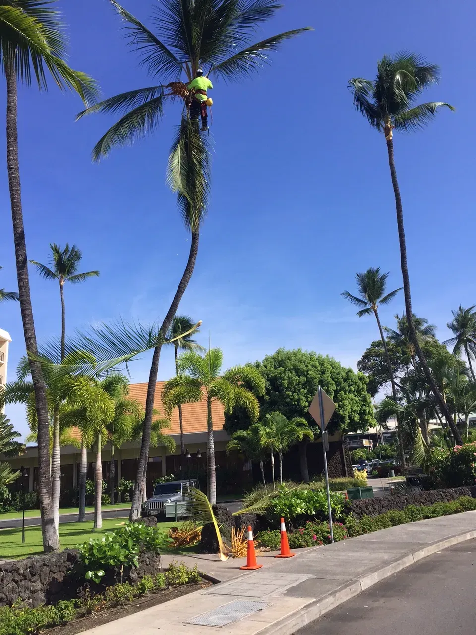 A man is climbing a palm tree on a sunny day