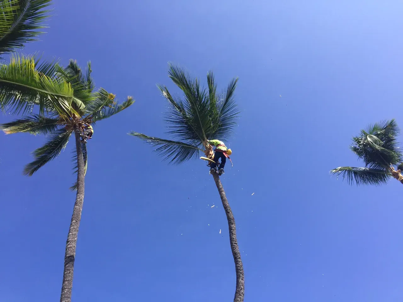 A man is climbing a palm tree with a chainsaw.
