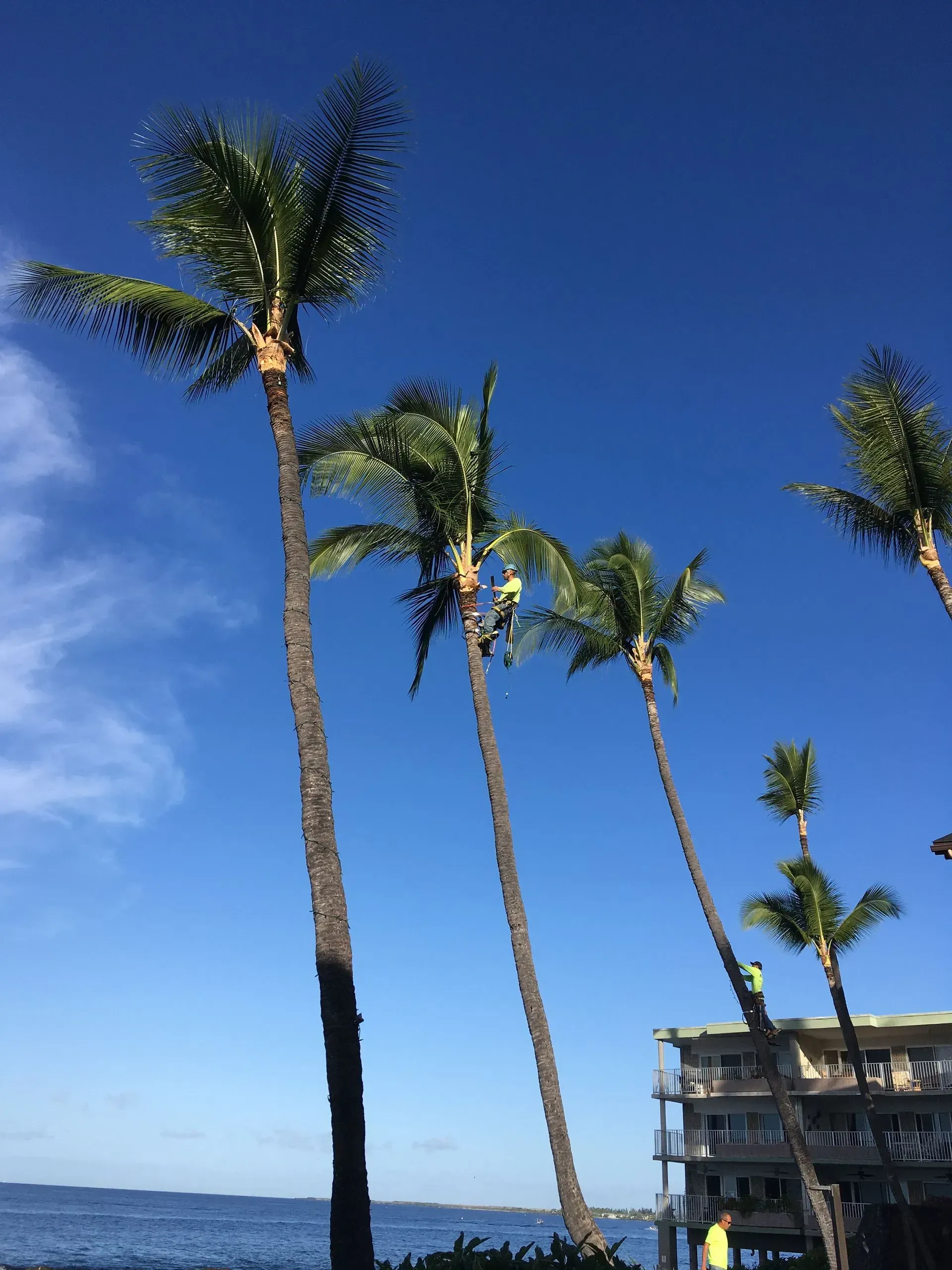 A group of palm trees against a blue sky near the ocean