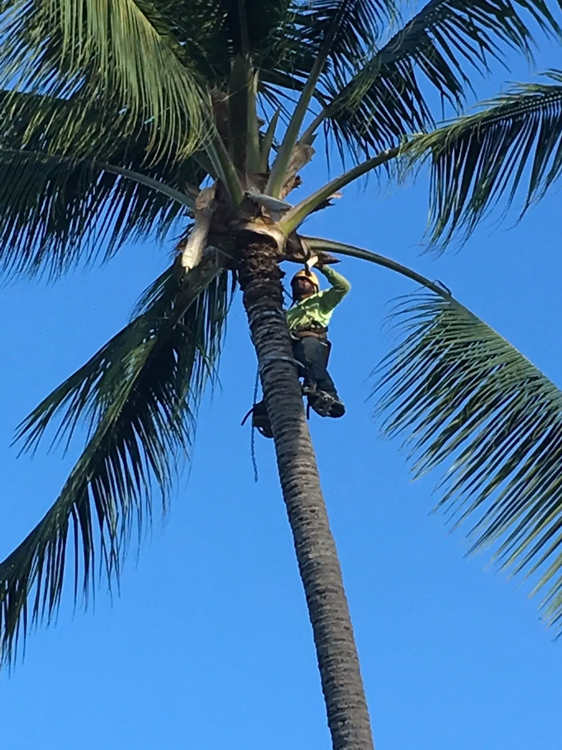 A man is climbing a palm tree with a blue sky in the background