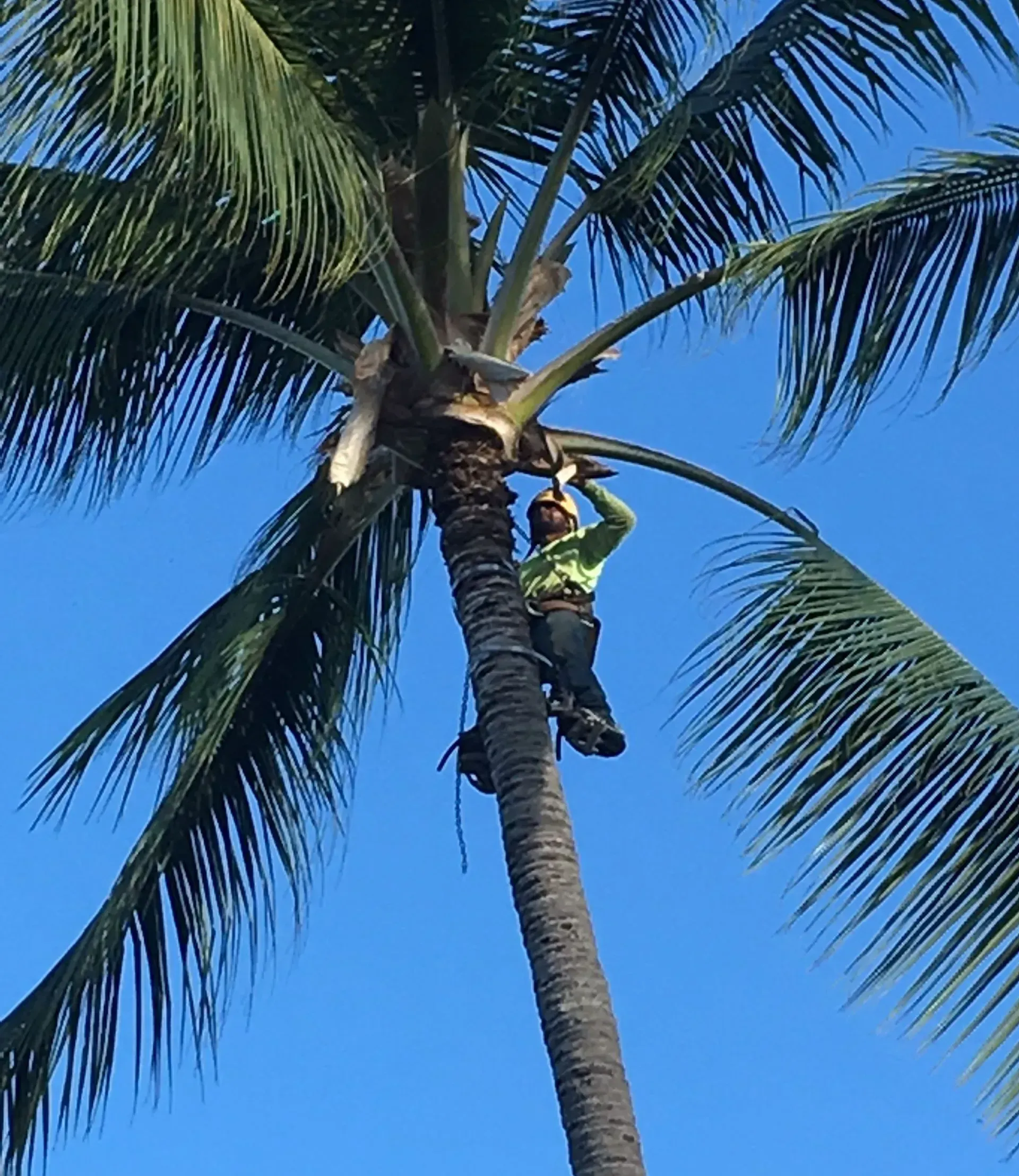 A man in a bucket is cutting a tree with a chainsaw.