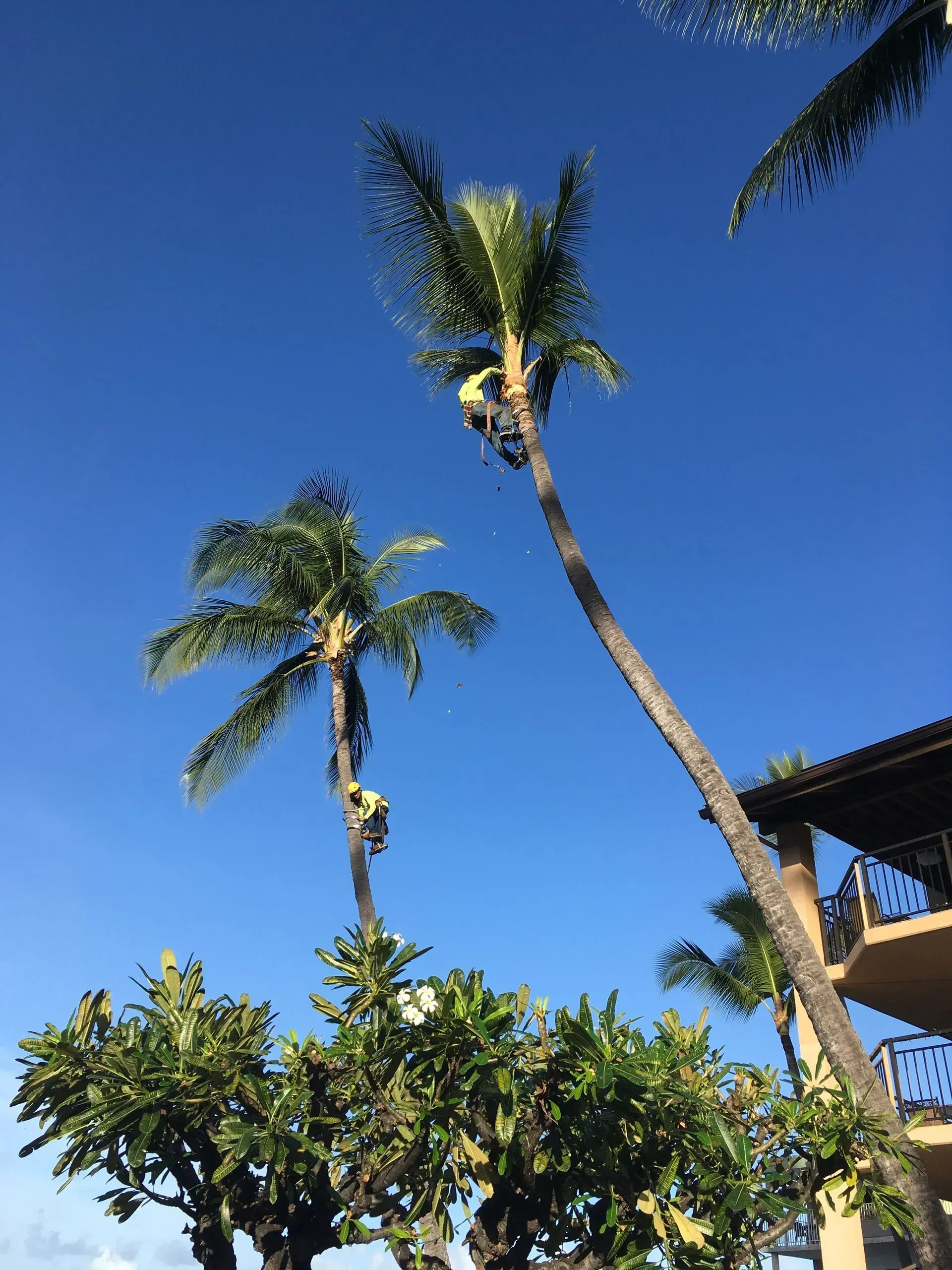 A man is climbing a palm tree in front of a building.