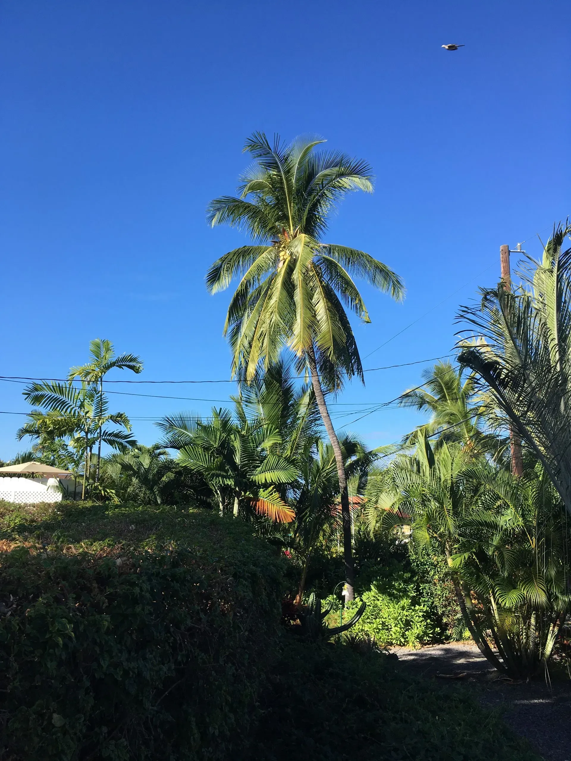 A palm tree with a blue sky in the background
