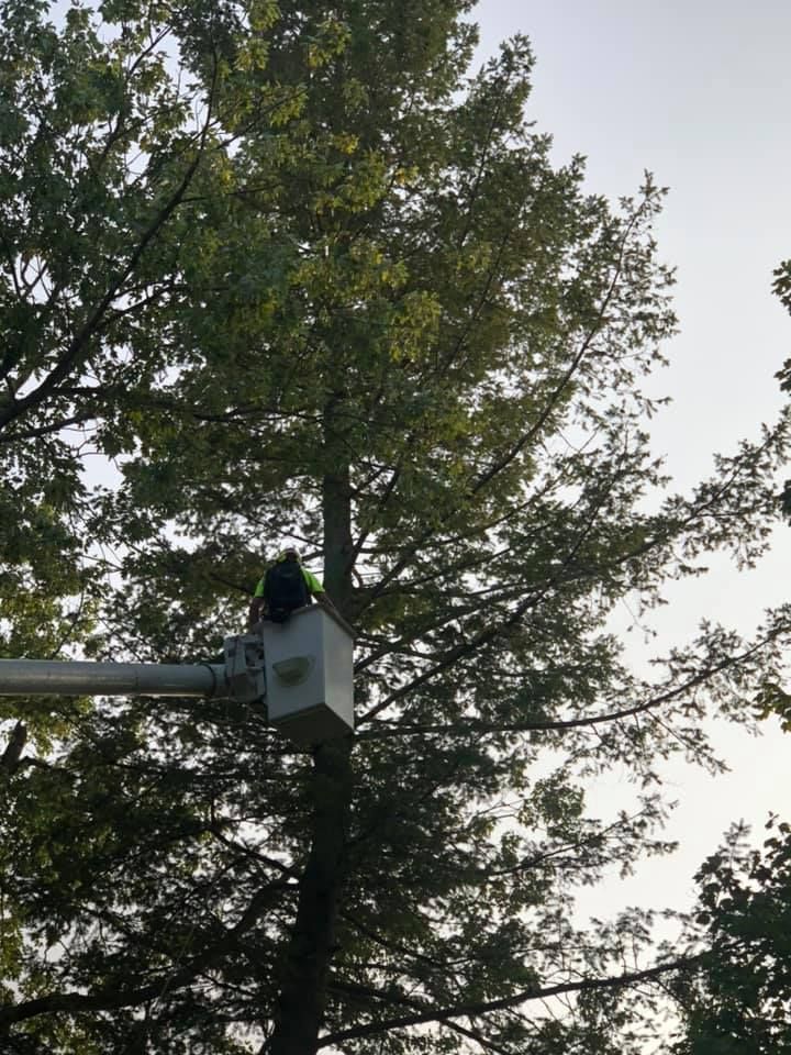 Tree canopy against a gray sky, with a utility pole and equipment in the foreground
