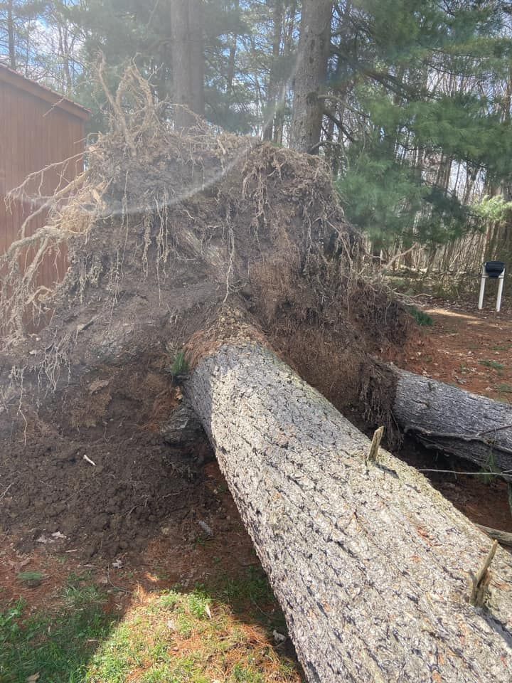 Uprooted tree with exposed roots lying across a wooded yard near a fence and another fallen trunk