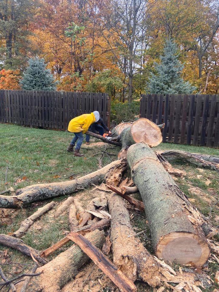 Person in a yellow jacket cutting a large fallen tree trunk in a backyard with logs and autumn trees.