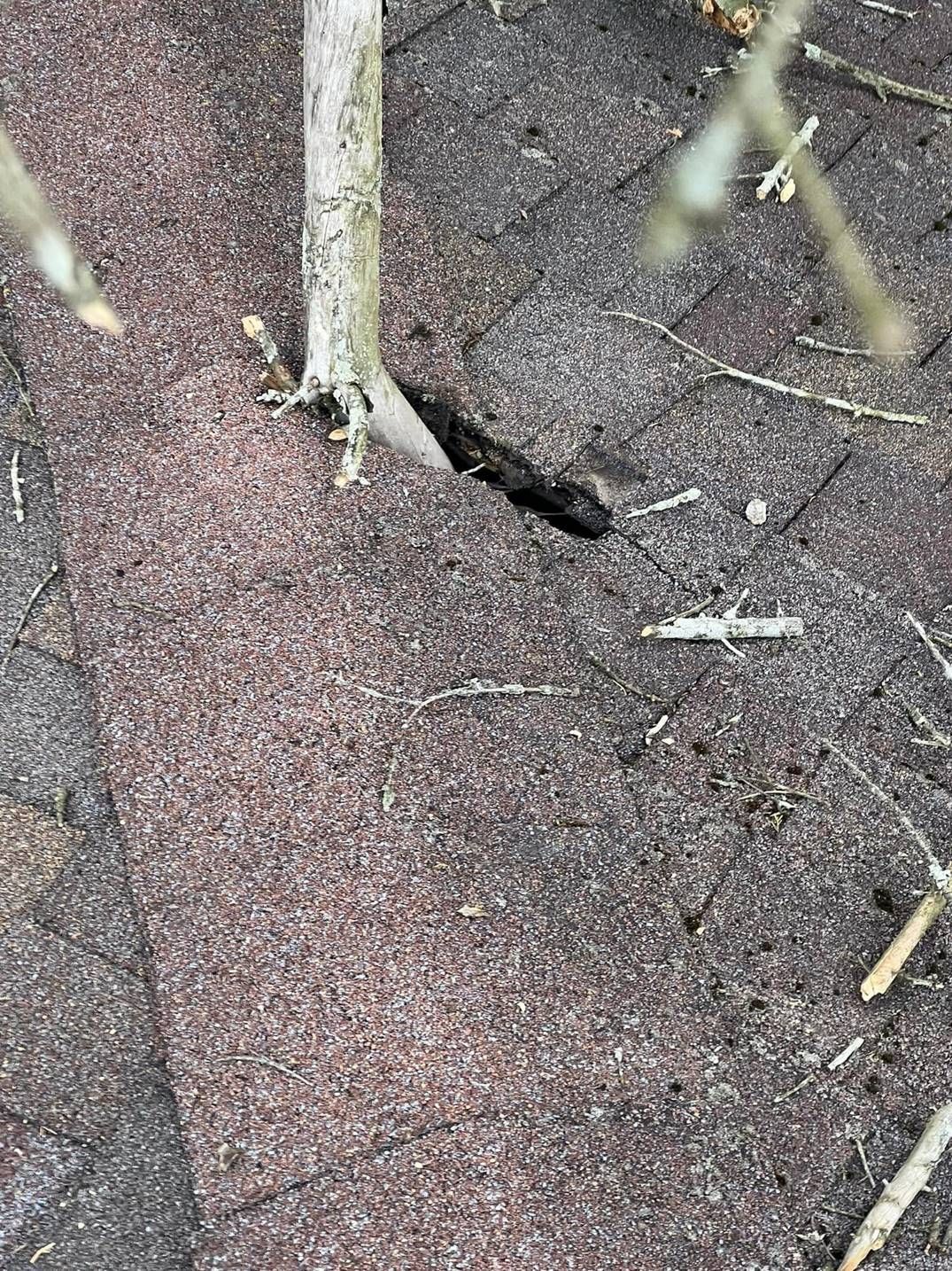 Close-up of a cracked asphalt surface with a small sapling growing beside a dark hole.