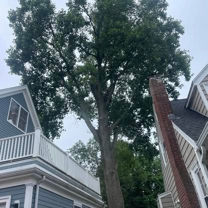 A tall tree towers above two houses with a balcony and a brick chimney on an overcast day.