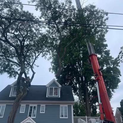 A crane trimming a tall tree next to a blue house with white trim.