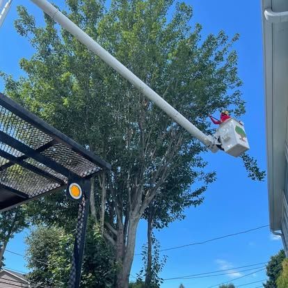 A tree trimmer in a bucket truck cuts tree branches on a sunny day.