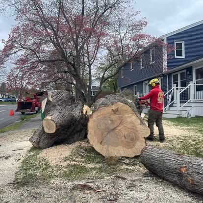 A man in a red shirt cuts a fallen tree trunk with a chainsaw next to a blue building.