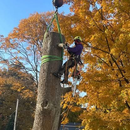 Arborist in purple shirt and yellow helmet cutting a tree trunk, connected to a crane, autumn leaves.