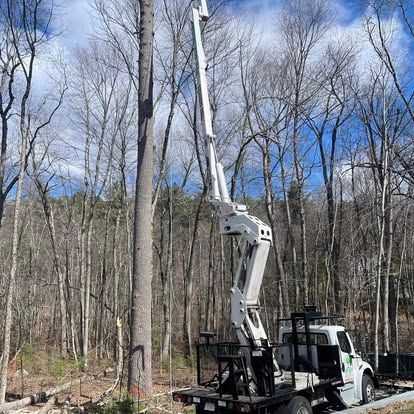 A tree service truck with an extended lift trimming a tall tree in a wooded area on a sunny day.
