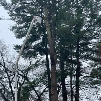 A tree being trimmed by a worker in a bucket lift, surrounded by other trees, overcast day.