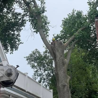 Tree service worker in a tree, trimming branches near a house.