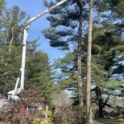 A tree trimming service is using a lift to prune a tall pine tree in a wooded area.