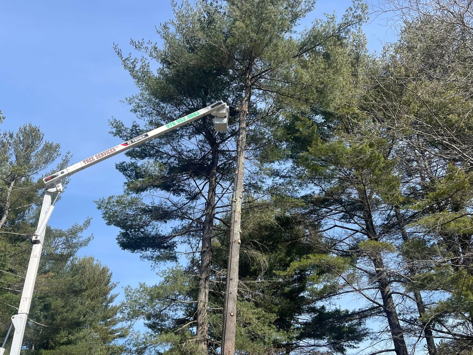 A tree being trimmed by a worker in a lift, under a clear blue sky.