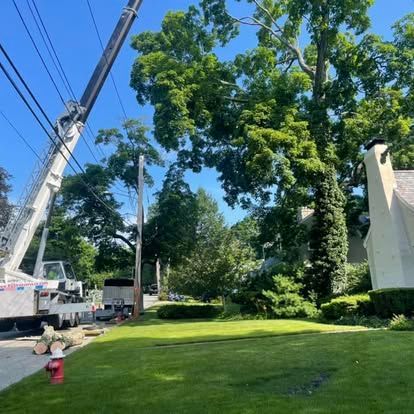 A large tree being trimmed near power lines and a house, with a crane on a bright day.