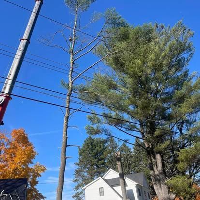 Crane removing a tall, bare tree near power lines and a house, against a bright blue sky.