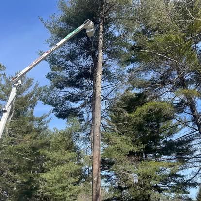 A tall tree being trimmed by a worker in a raised lift, set against a backdrop of other trees and a blue sky.