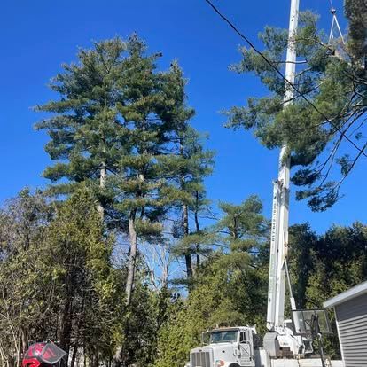 Tree trimming with a truck-mounted lift against a bright blue sky.