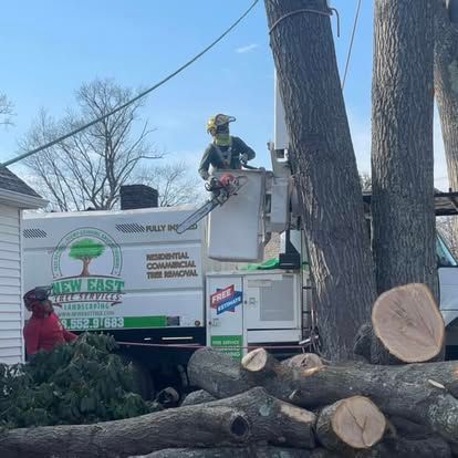 Tree service worker using chainsaw in a bucket truck; logs on the ground; another worker below.