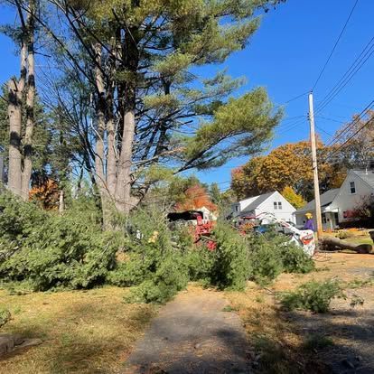 Trees being trimmed in front of houses; downed branches on the ground. Clear blue sky, autumn colors.