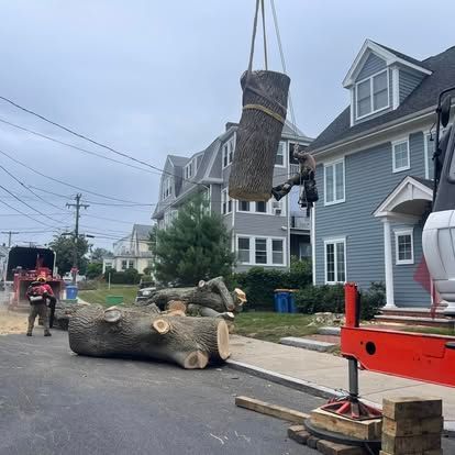 Tree removal in progress on a residential street. A tree trunk is being lifted by a crane.