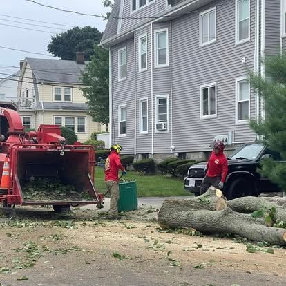 Tree removal service in progress. Two workers feed a wood chipper; logs and debris on the ground.