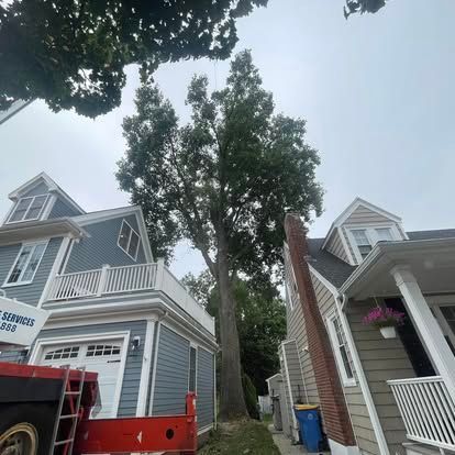 Tall tree between two houses, blue siding, red truck, overcast sky.