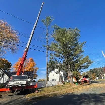 A crane trimming a tall tree next to power lines and a house on a sunny day.