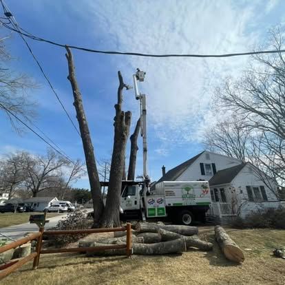 Tree service truck trimming tree branches near power lines.