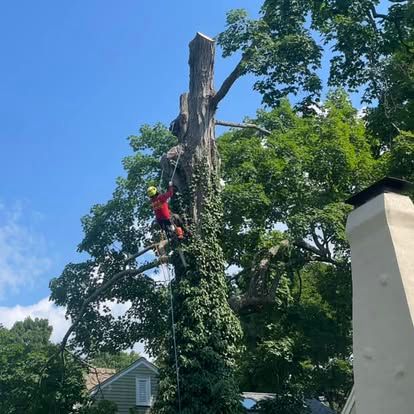 Arborist cutting down a tall tree, clad in red and yellow safety gear, against a bright blue sky.