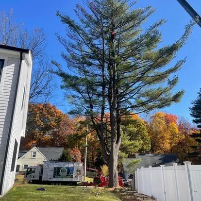 A tree trimming worker in a tall evergreen tree near a white truck and a house. Autumn leaves.