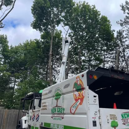 Tree removal service truck with a boom lift reaching a tall tree.