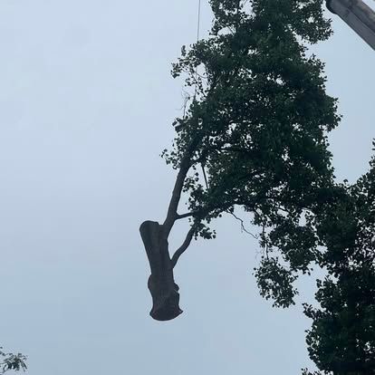 A tree trunk and branches suspended by a crane against a cloudy sky.