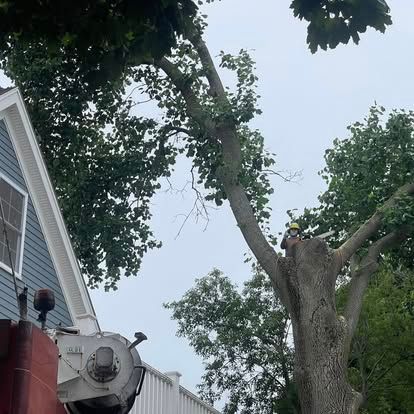Tree being trimmed by worker with chainsaw near a blue house and white fence.