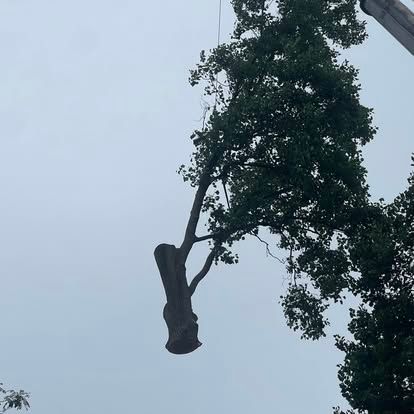 A tree trunk suspended in the air by a crane against an overcast sky.