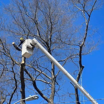 Arborist in a lift bucket trimming a bare tree under a clear, blue sky.