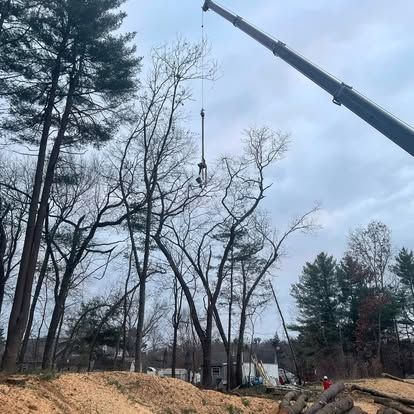 Crane lowering tree branches; trees and logs in a wooded area under an overcast sky.
