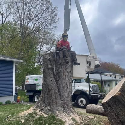 Arborist sits on a large tree stump, next to a truck, and bucket lift for tree removal work.
